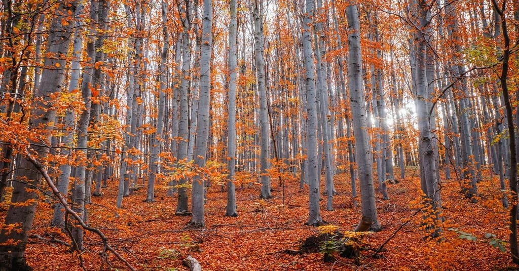 Exploring Eifel National Park: Germany's Natural Gem